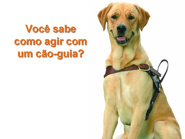 cão-guia