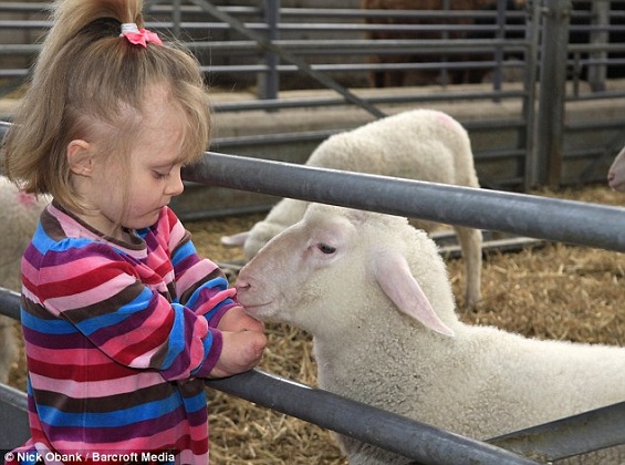 Ellie, sete anos, que contraiu meningite em 2005, faz amizade com os cordeiros durante um dia em uma fazenda.